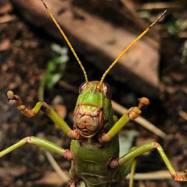 A locust resting on a glas pain looking directly into the camera