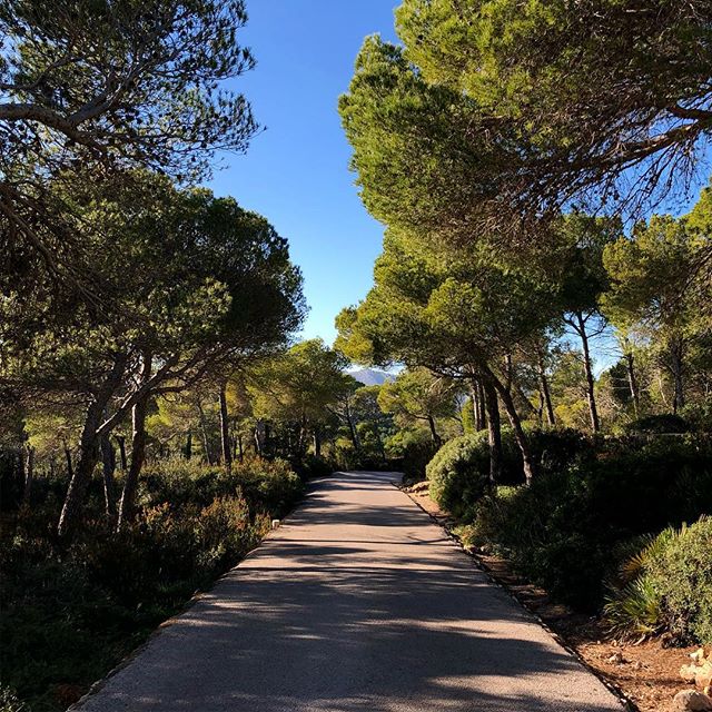 A small Asphalt road through a mediterranean pine forest.