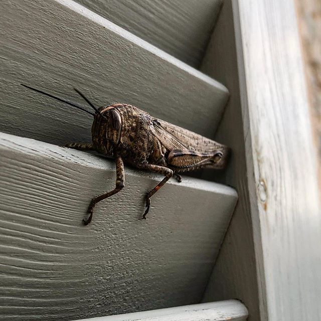 A brown locust sits on a window shutter