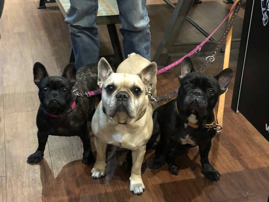 Three French bulldogs