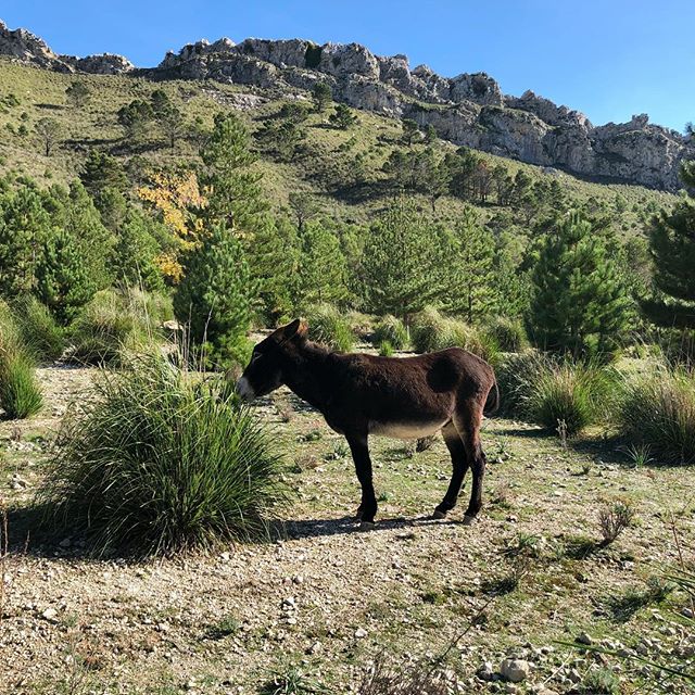 A donkey in front of some rocky terrain eating grass