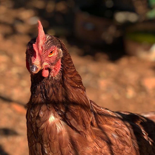 A dark red/brown chicken looking disapprovingly directly into the camera