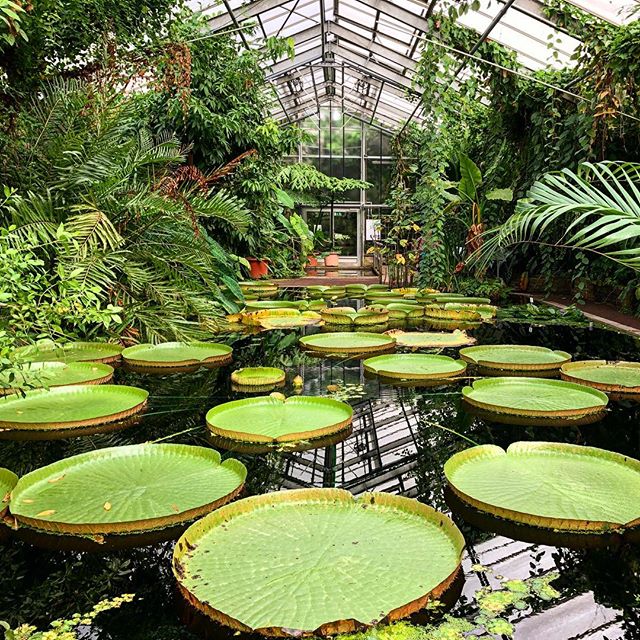 Giant lotus paddles in a pond in a greenhouse