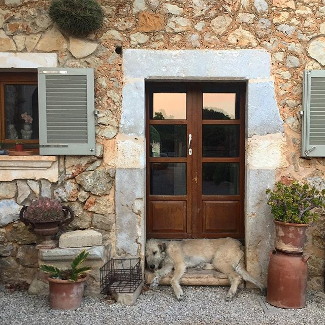 A big white Irish Wolfhound in a small doorway