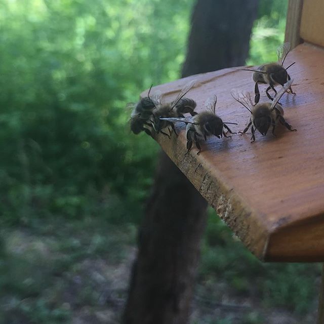 Bees landing on a little wood board entering a hive