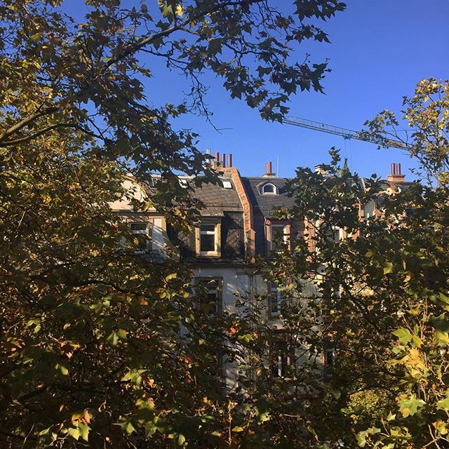 Rooftops of early 1900 buildings behind a dense layer of leaves