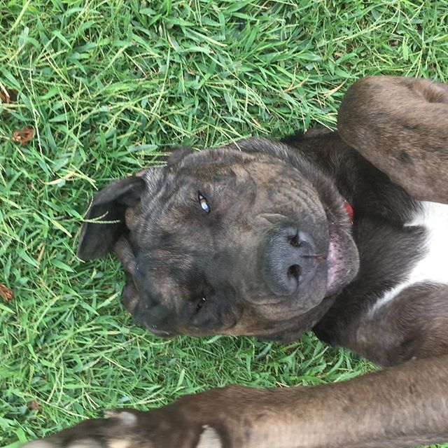 A big brown dog on his back, holing one paw towards the camera