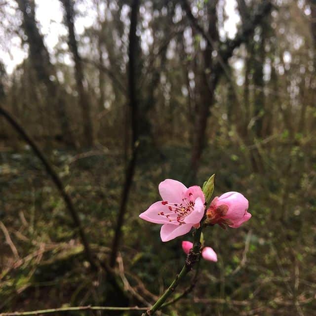 A single pink cherry blossom