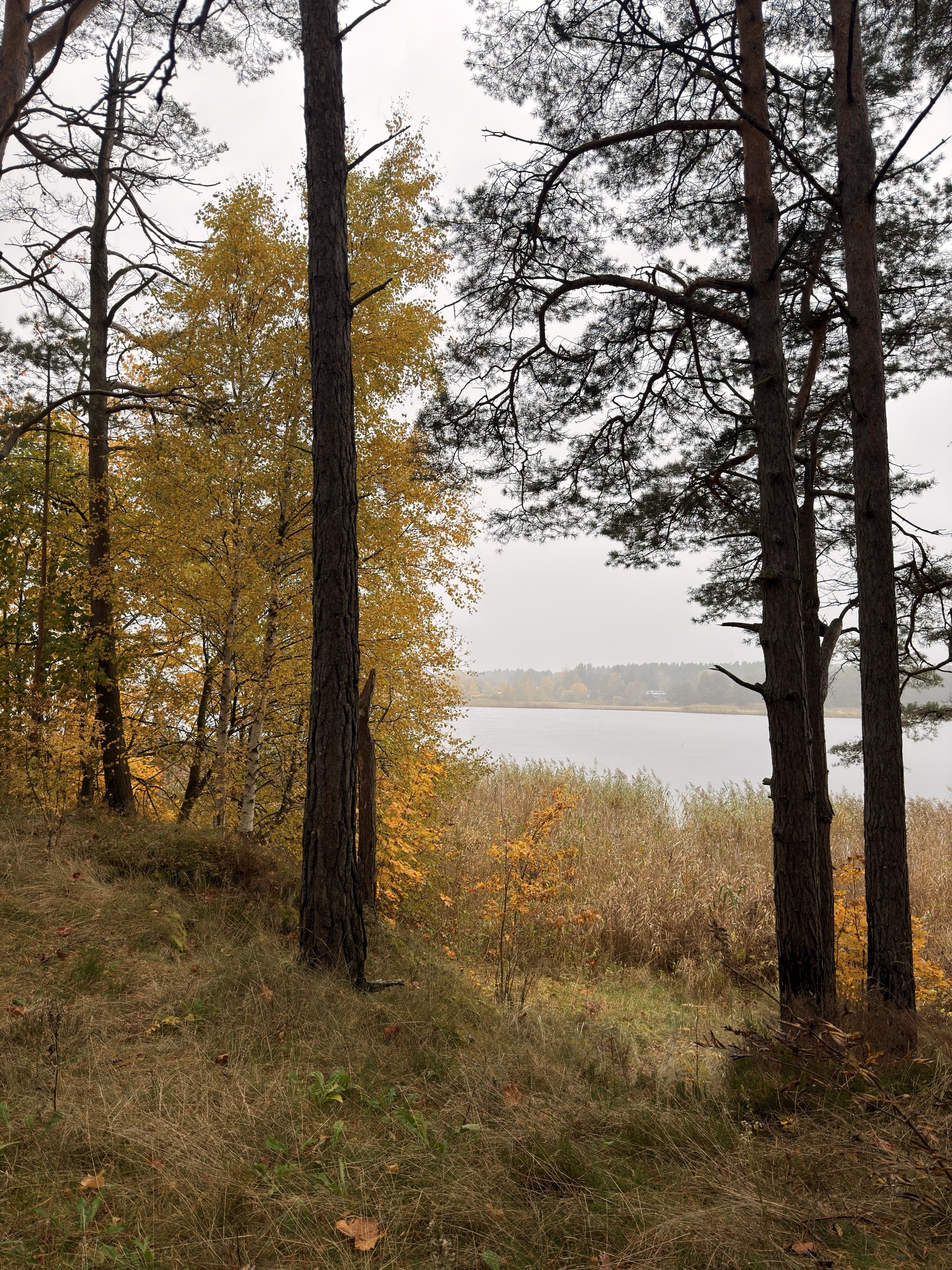 A couple of pine trees and a yellowing birch tree. Next to a little river